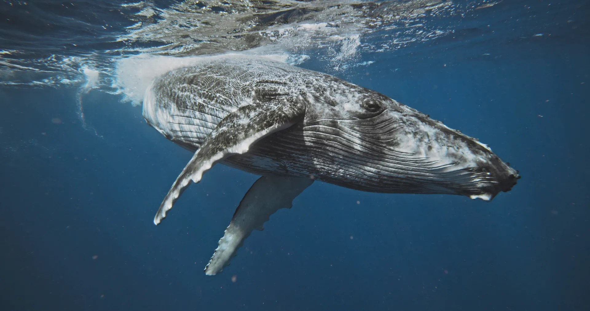A whale turning through open water